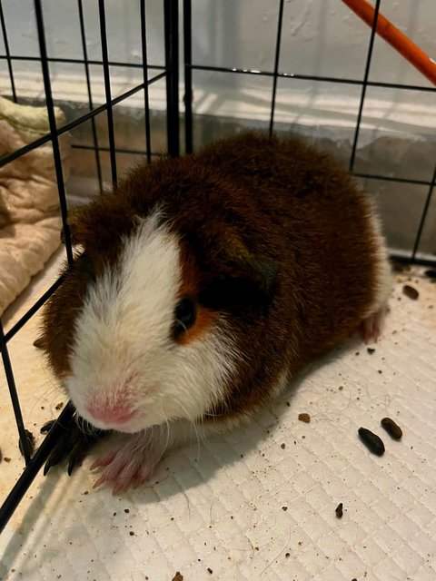 Libby - Guinea Pig Small & Furry