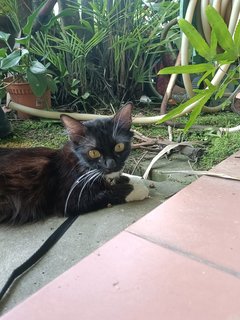 Toothless (But Not Actually Toothless)  - Tuxedo + Domestic Long Hair Cat