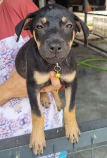 Do Do - Rottweiler + Labrador Retriever Dog