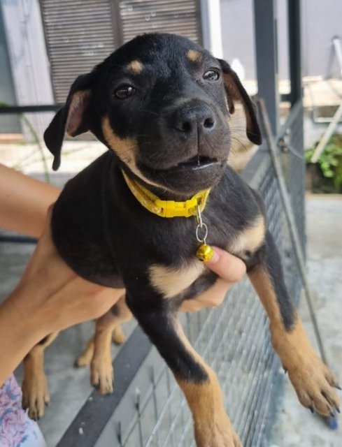 Do Do - Rottweiler + Labrador Retriever Dog