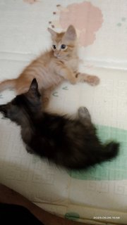 Lulu And Lola - Domestic Medium Hair Cat