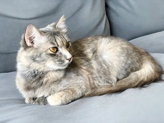 Kitty Houston - Domestic Medium Hair Cat