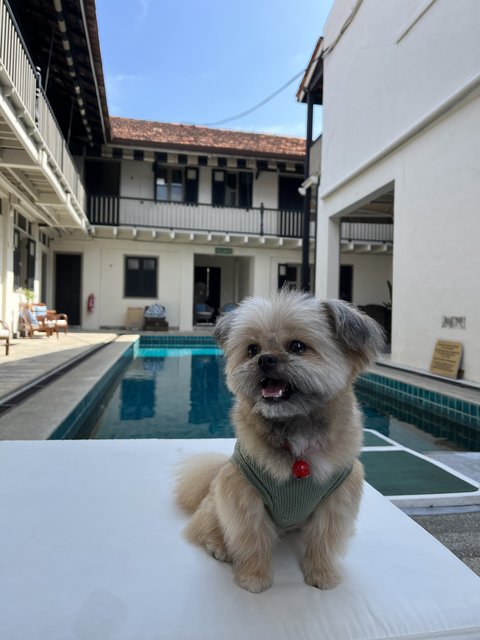 Soju - Shih Tzu + Pomeranian Dog