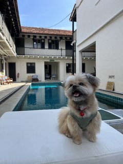 Soju - Shih Tzu + Pomeranian Dog