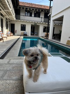 Soju - Shih Tzu + Pomeranian Dog