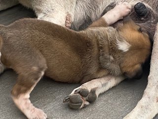 Brownie  - Mixed Breed Dog