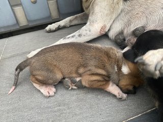 Brownie  - Mixed Breed Dog