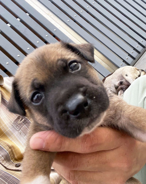 Brownie  - Mixed Breed Dog