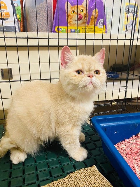 Caramel - Exotic Shorthair Cat