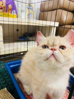 Caramel - Exotic Shorthair Cat