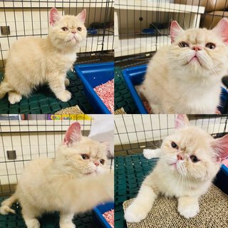 Caramel - Exotic Shorthair Cat