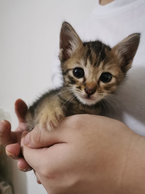 Clingy Max  - Domestic Short Hair Cat