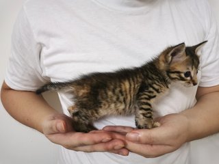 Clingy Max  - Domestic Short Hair Cat