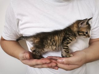 Clingy Max  - Domestic Short Hair Cat