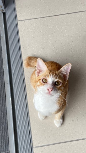 Latte  - Oriental Tabby Cat