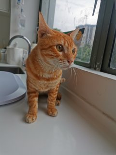 Tigger - Domestic Medium Hair Cat