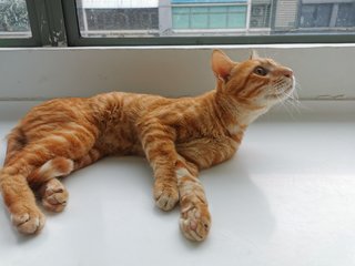 Tigger - Domestic Medium Hair Cat