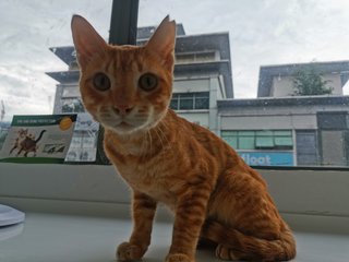 Tigger - Domestic Medium Hair Cat