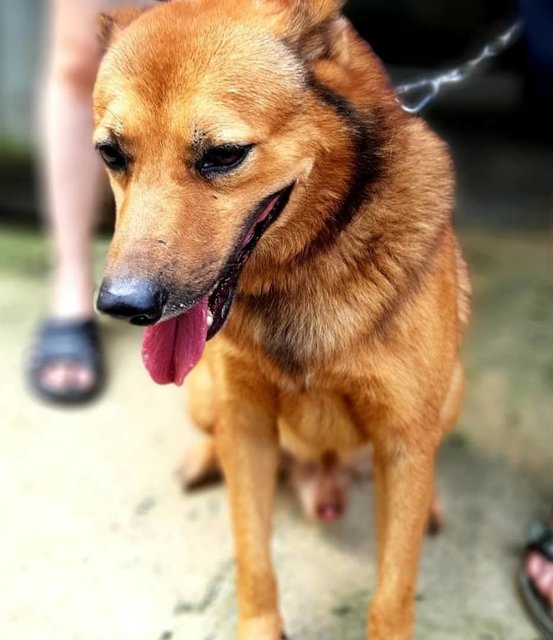 Kfc. - German Shepherd Dog + Chow Chow Dog