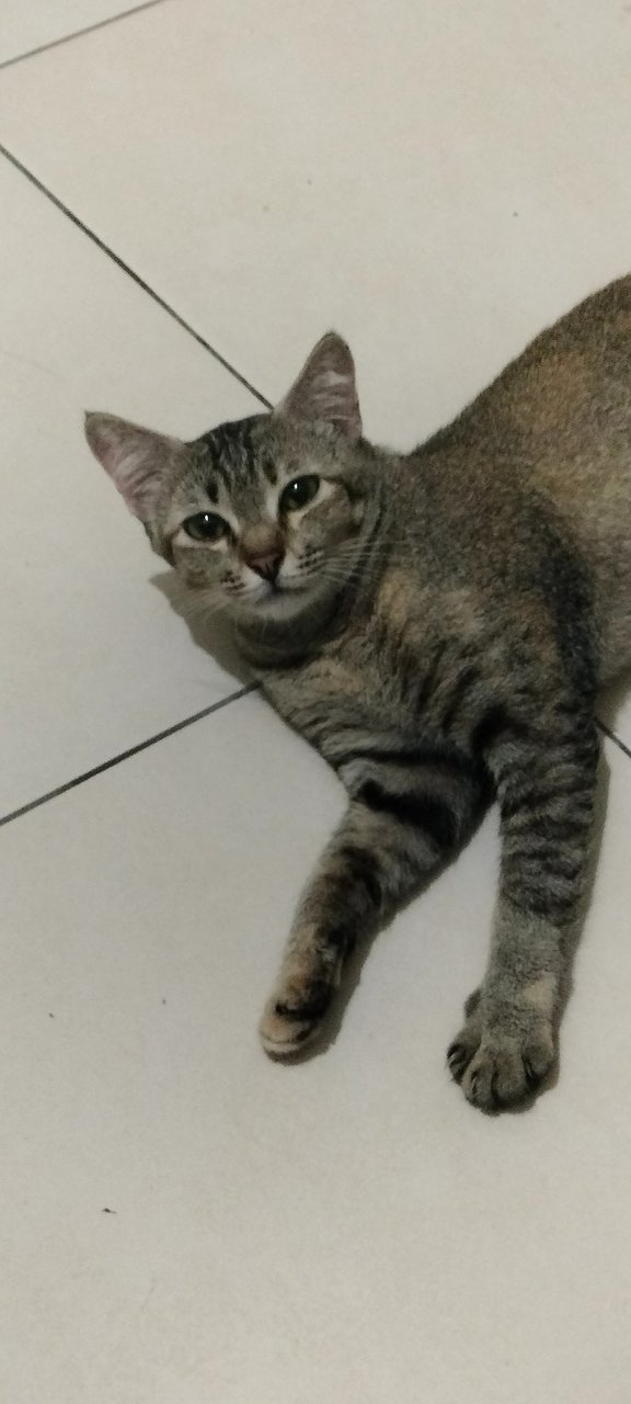 Labu - Domestic Short Hair Cat