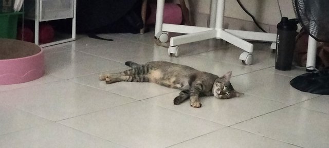 Labu - Domestic Short Hair Cat