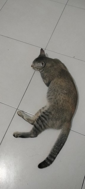 Labu - Domestic Short Hair Cat