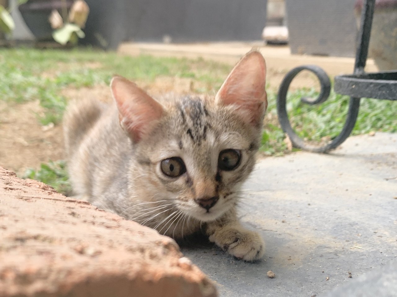 Chi Chi &amp; Cha Cha - Domestic Short Hair Cat