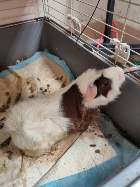 Lucky And Star - Guinea Pig Small & Furry