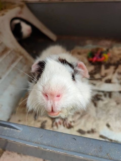 Lucky And Star - Guinea Pig Small & Furry