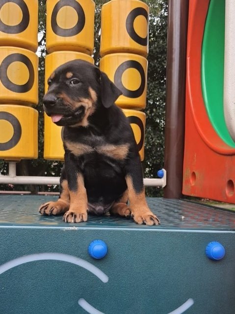 Spot - Rottweiler Mix Dog