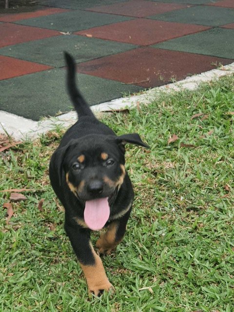 Spot - Rottweiler Mix Dog