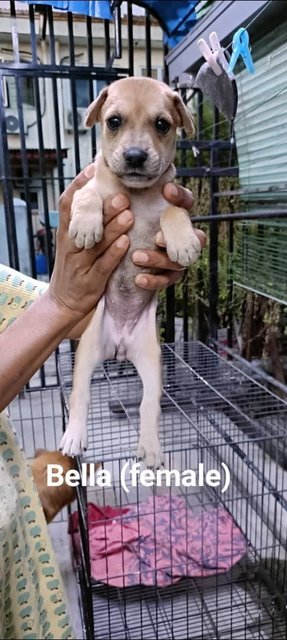 John, Jenny, Sam, Ricky, Bruno, Bella - Mixed Breed Dog