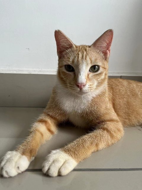 Tiger - Domestic Short Hair Cat