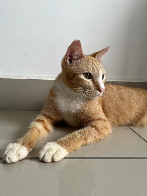 Tiger - Domestic Short Hair Cat