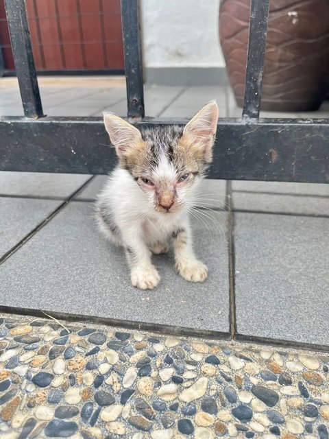 2 Kittens - Domestic Short Hair Cat