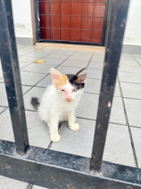 2 Kittens - Domestic Short Hair Cat