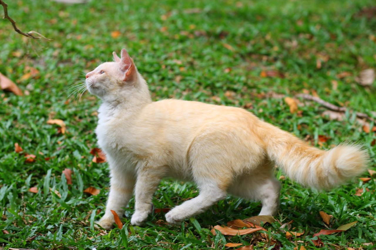 Latte - Domestic Long Hair Cat