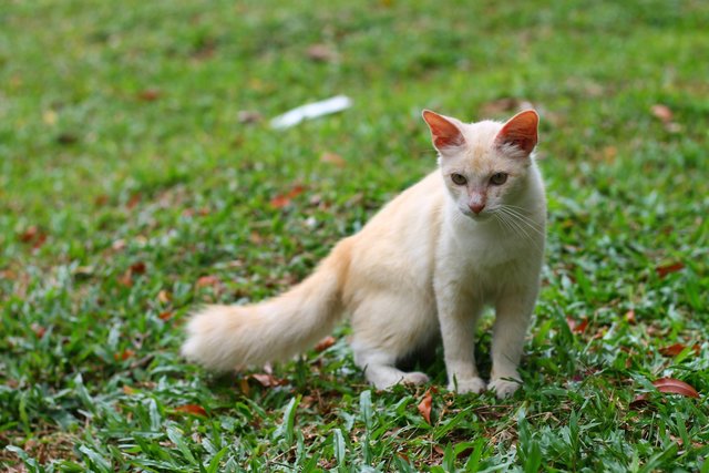 Latte - Domestic Long Hair Cat