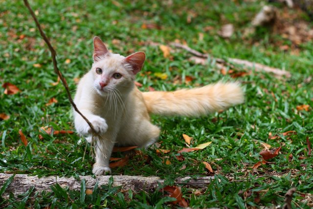 Latte - Domestic Long Hair Cat