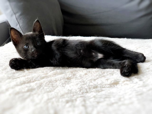 Lady Ebony - Domestic Short Hair Cat