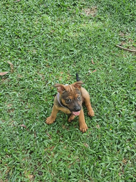 Vivian - Australian Cattle Dog/Blue Heeler + Carolina Dog Dog