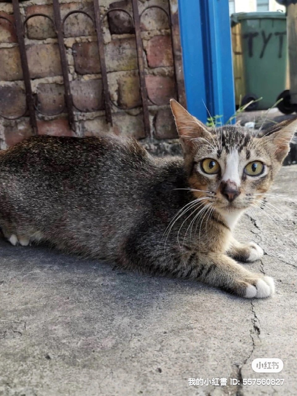 Happy - Domestic Short Hair Cat