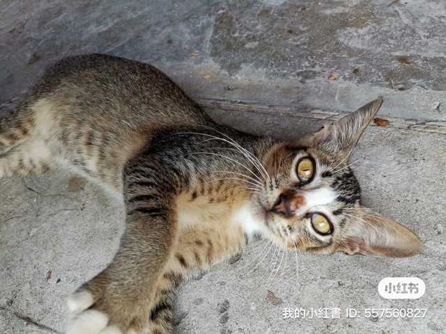 Happy - Domestic Short Hair Cat