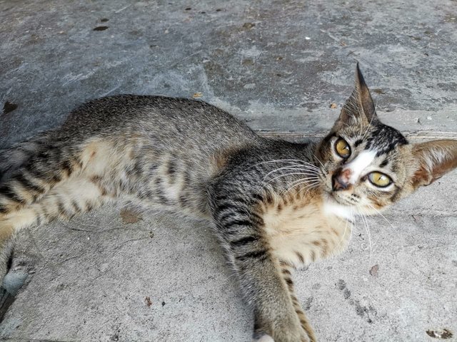 Happy - Domestic Short Hair Cat