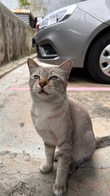 Leo - Domestic Short Hair Cat