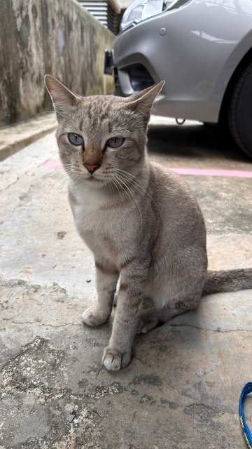 Leo - Domestic Short Hair Cat