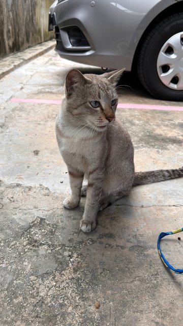 Leo - Domestic Short Hair Cat