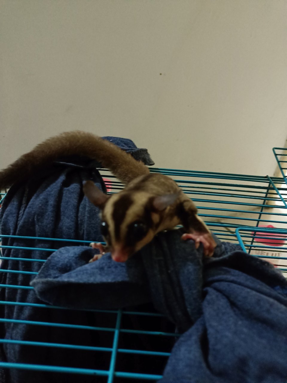 Cage+2 Male Sugar Glider - Sugar Glider Small & Furry