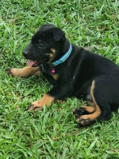 Wendy - Rottweiler Mix Dog