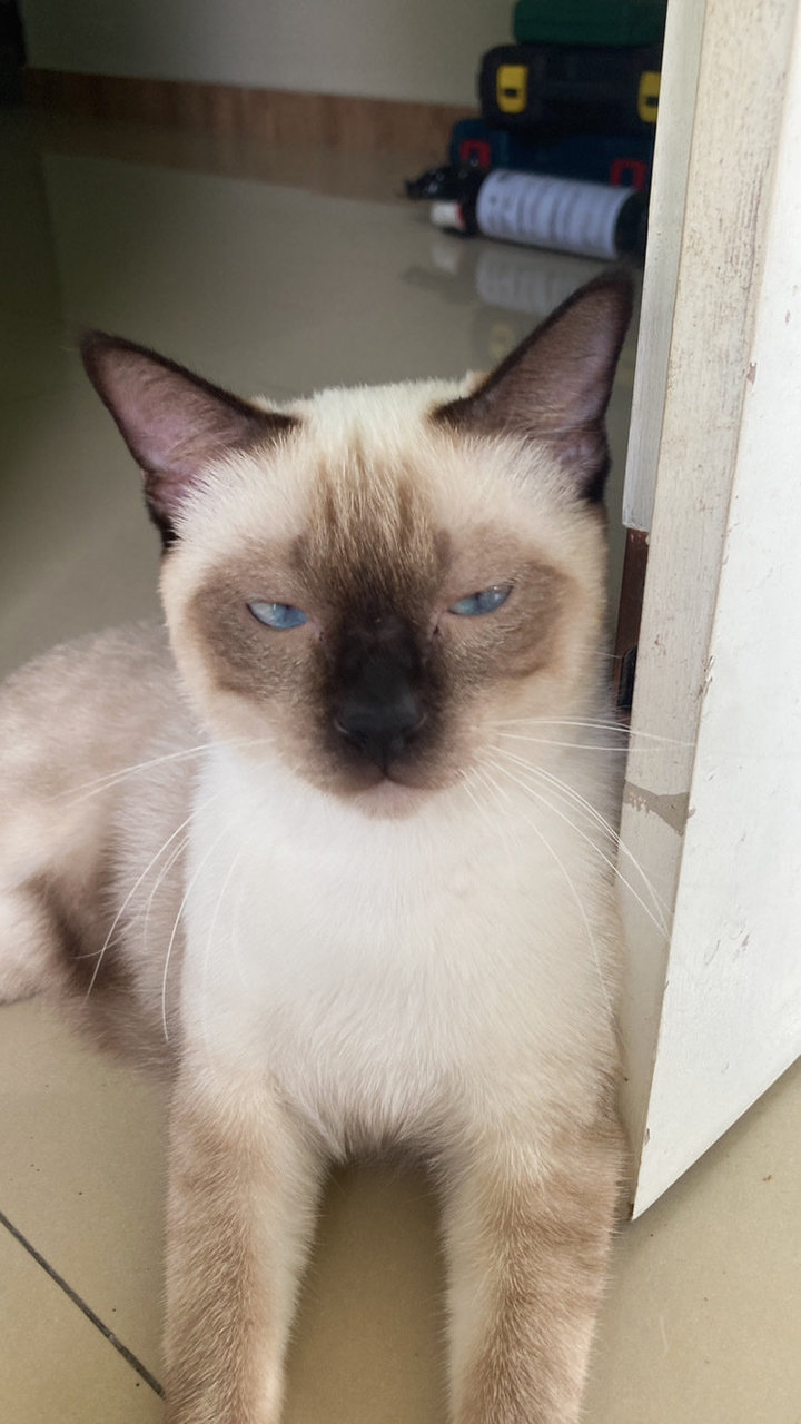 Mok - Siamese Cat